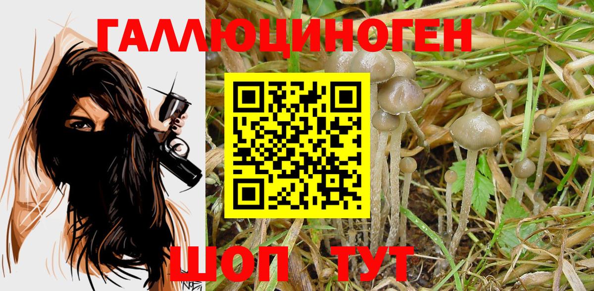 как найти наркотики  Новоалтайск  Псилоцибиновые грибы прущие грибы 